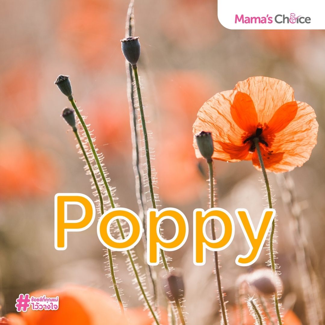 แนะนำชื่อเด็ก Poppy จาก Mama's Choice
